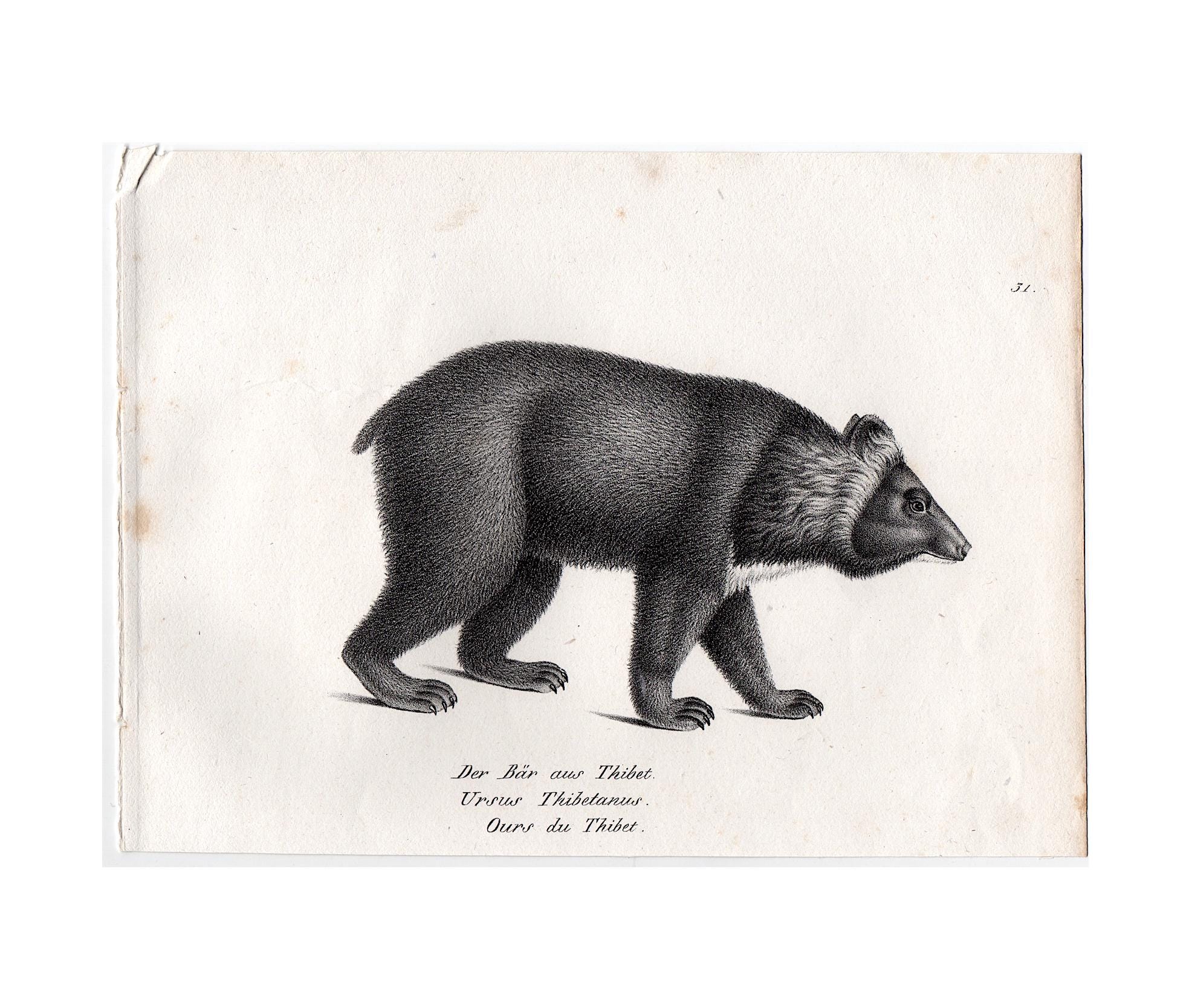 クマのイラスト 版画 A4サイズ