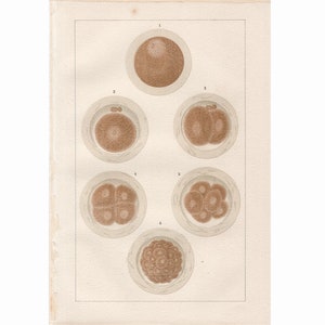 c. 1894 EMBRYO DEVELOPMENT lithograph • original antique print • human anatomy print - medical print - reproduction print