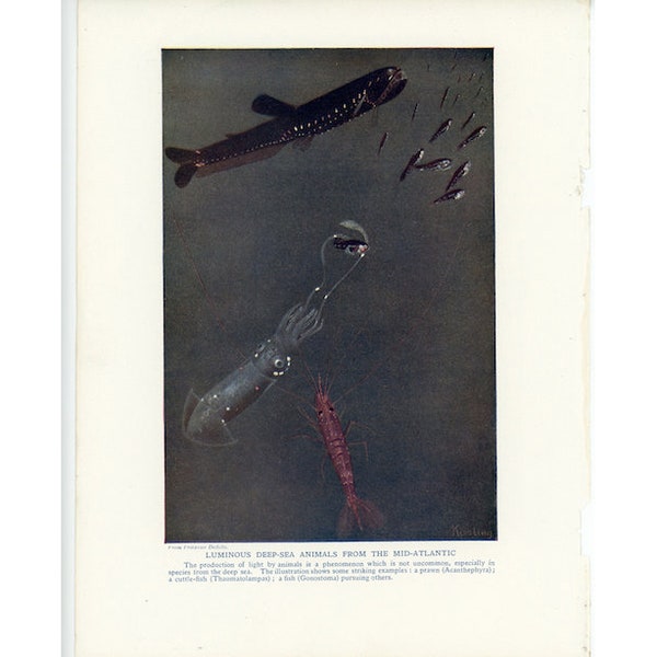 c. 1922 LUMINOUS DEEP SEA animals lithograph • original antique fish print • deep layer of the ocean • luminous fish print • deep sea fish