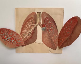 May include: A vintage anatomical illustration of human lungs, showing the internal structure and bronchial tree. The lungs are depicted in a cross-section, revealing the intricate network of airways and blood vessels.