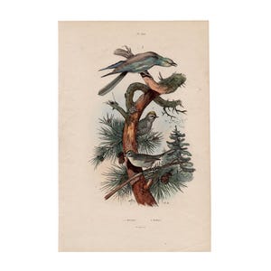 May include: An antique print featuring three birds perched on a tree branch with green pine needles. The birds have blue, brown, and white feathers. The artwork is on a cream-colored background.