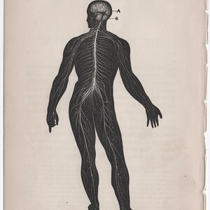 C. 1884 NERVOUS SYSTEM Lithograph - Antique Human Anatomy Print ...