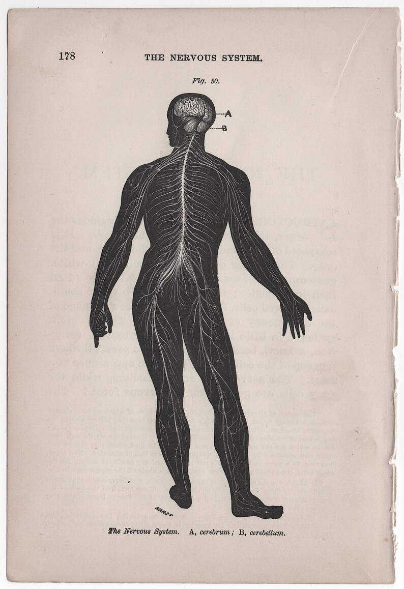 C. 1884 NERVOUS SYSTEM Lithograph - Antique Human Anatomy Print ...