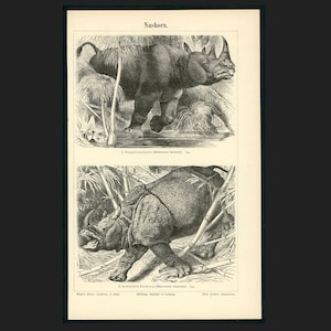 c. 1875 RHINOCEROS lithograph • original antique print • African & Asian animal print • safari animal • rhinoceroses • two horned rhino