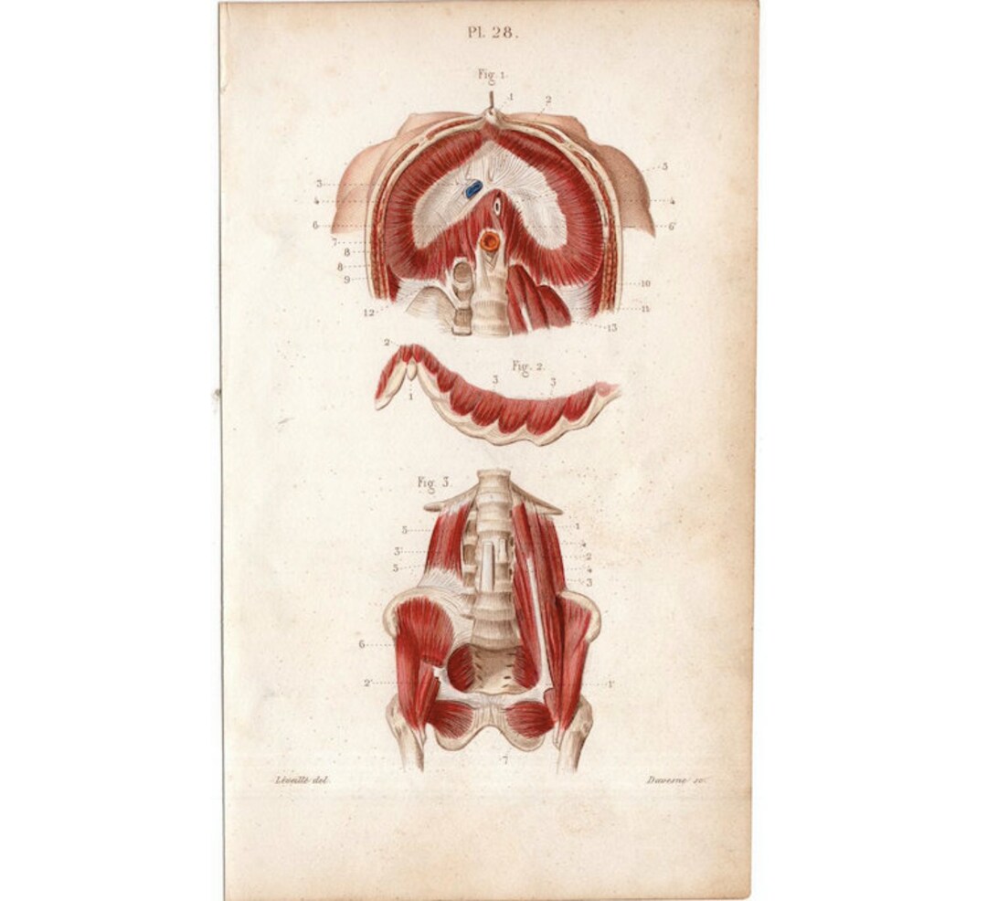 MUSCLES ANATOMY Engraving C. 1846 • Original Antique Print • Human ...