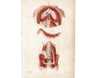 MUSCLES ANATOMY Gravur c. 1846 • original antique Druck • Anatomie Druck - Muskulatur Druck - medizinische Illustration
