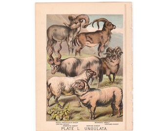 c.1880 SHEEP ARGALI lithograph - original antique print - wild life print • zoology print • wild animal print • sheep & goats