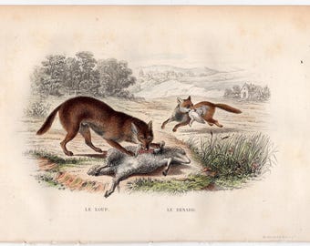 c. 1858 Incisione di LUPO E VOLPE • stampa antica originale • furto di animali da fattoria • uccisione di animali domestici • 10,25 x 6,5"