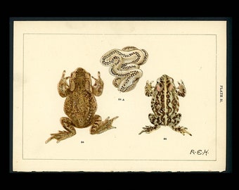 c. 1900 FROGS lithograph •  original antique print • amphibian print • frog print •  toad print • Ranidae print • anura family