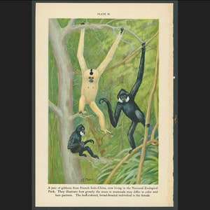 c. 1934 GIBBONS lithograph • original vintage print • tropical animal print • lesser apes print • Asian animals • primates print