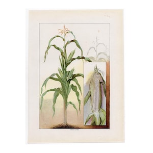c. 1911 SWEET STALK lithograph • original antique print • fruit & vegetable print • food print • kitchen art • maize corn print • corn stalk