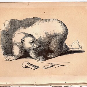 c.1853 THE POLAR BEAR print - original antique print - small animal print • mammal print • Bicknell print • Arctic animal print •white bear