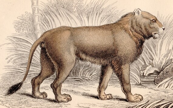 C. 1843 MANELESS LION Engraving - Original Antique Print - African