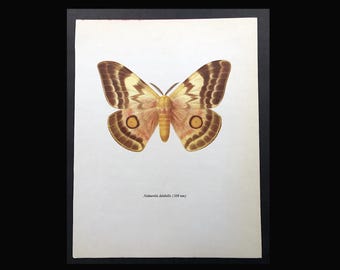 VINTAGE MOTH lithograph c. 1963 • gorgeous colorful vintage print • insect print • Lepidoptera print • butterflies & moths