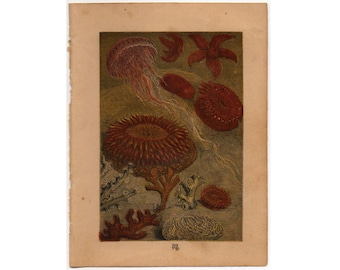 c.1882 SEA LIFE RARE litografia antica - stampa antica originale - Buffon storia naturale scena animale mini stampa -medusa - stella di mare - corallo