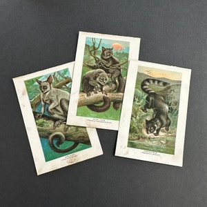 c. 1895 Litografías AYEAYE, GALAGO & CACOMIXLE - juego de 3 grabados antiguos originales - zoología colorida - Bushbaby, Lemur