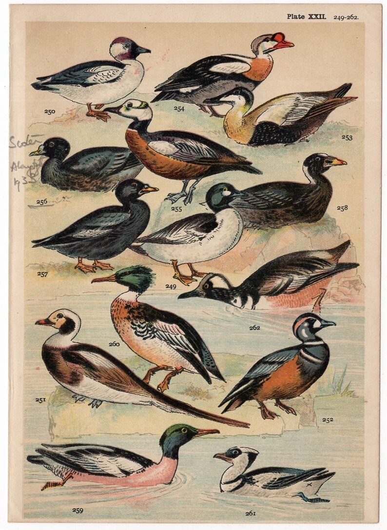 C. 1904 ANTIQUE BIRD LITHOGRAPHS Original Antique Bird - Etsy