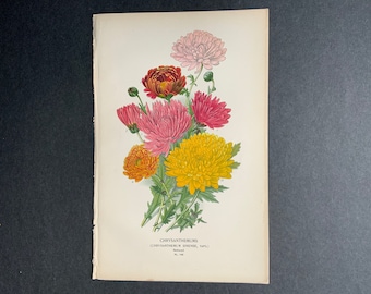 c. 1896 CHRYSANTHEMUMS lithograph • original antique print • botanical print • flower print • bouquet print • floral print •  by Edward Step