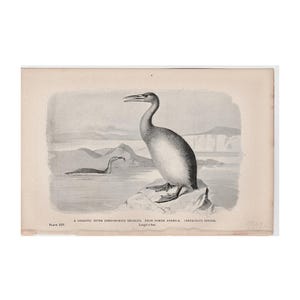 c. 1892 DINOSAUR • GIGANTIC DIVER lithograph • original antique print • prehistoric animals • Cretaceous period • paleo art • extinct!