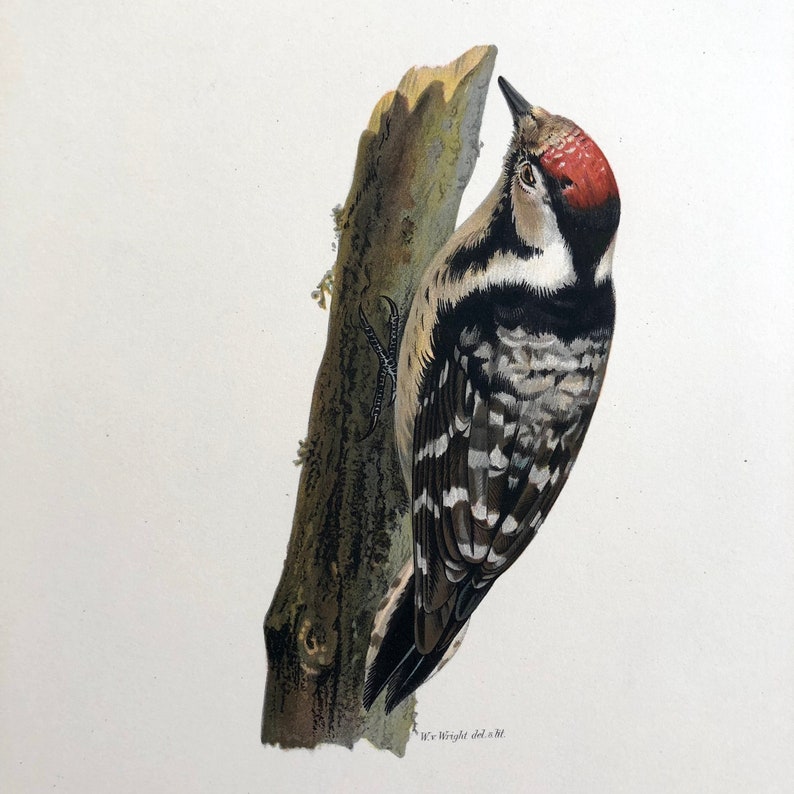 gorgeous color lithograph 1924 WOODPECKER print Lesser Spotted Woodpecker c Wright Swedish ornithology original antique bird print
