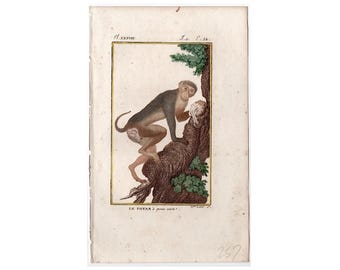 H. 1800 PATAS MONKEY Stich • antiker Originaldruck • Primatendruck • Buffon Affen • Altwelt Affen • Afrikanischer Affe