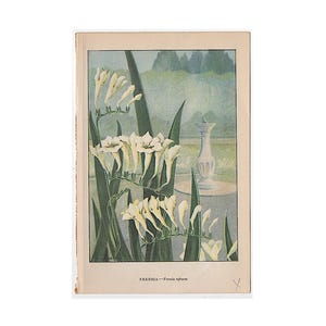 Freesia Original Art - Etsy