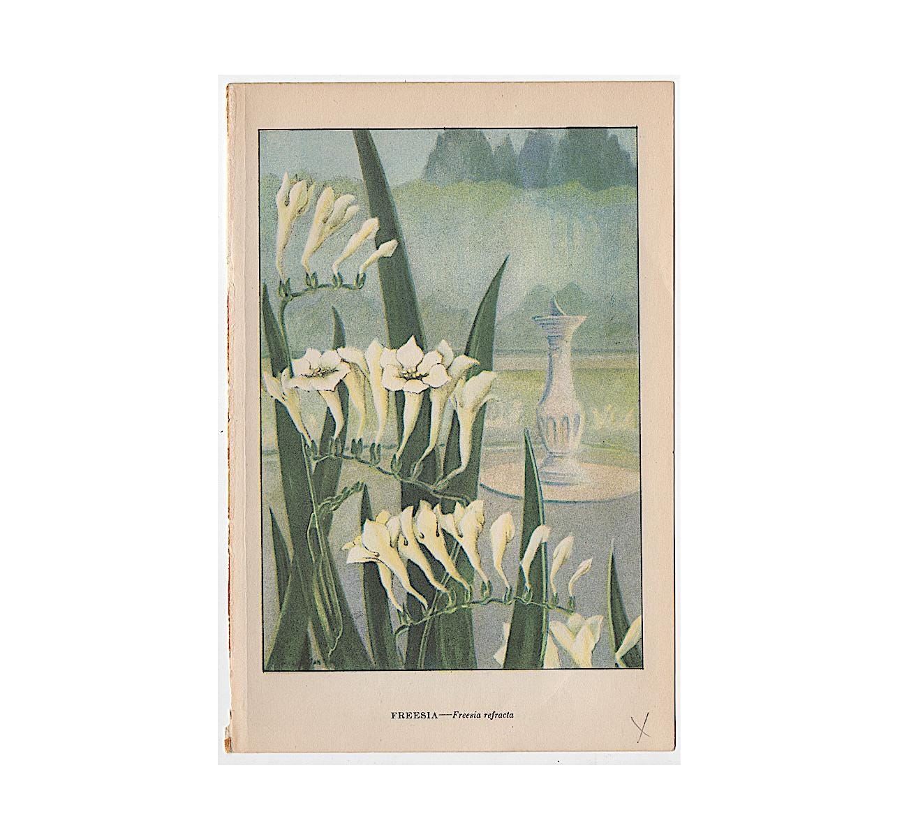 Freesia Original Art - Etsy