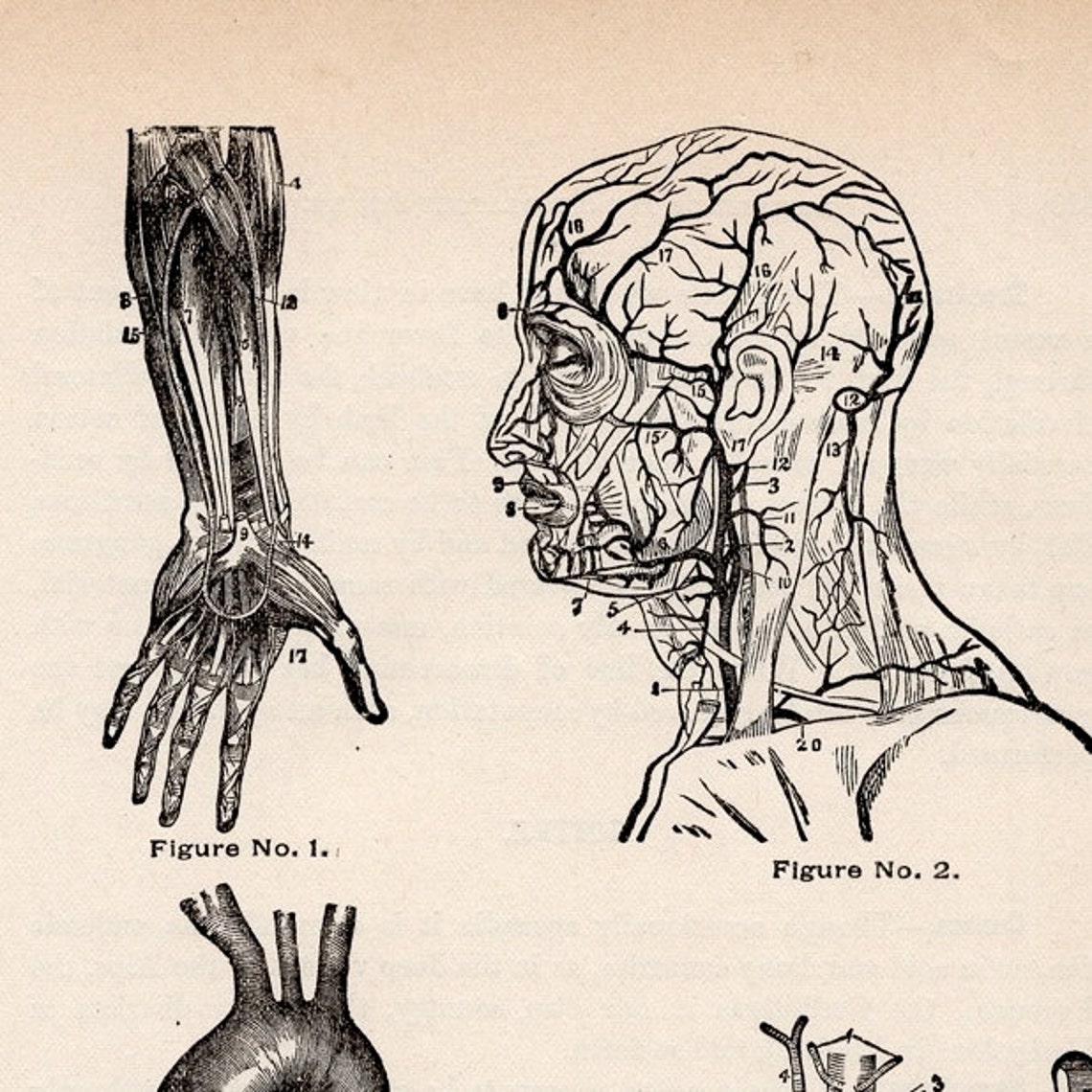 ARTERIES ANATOMY Antique Print C. 1901 • Original Antique Lithograph ...