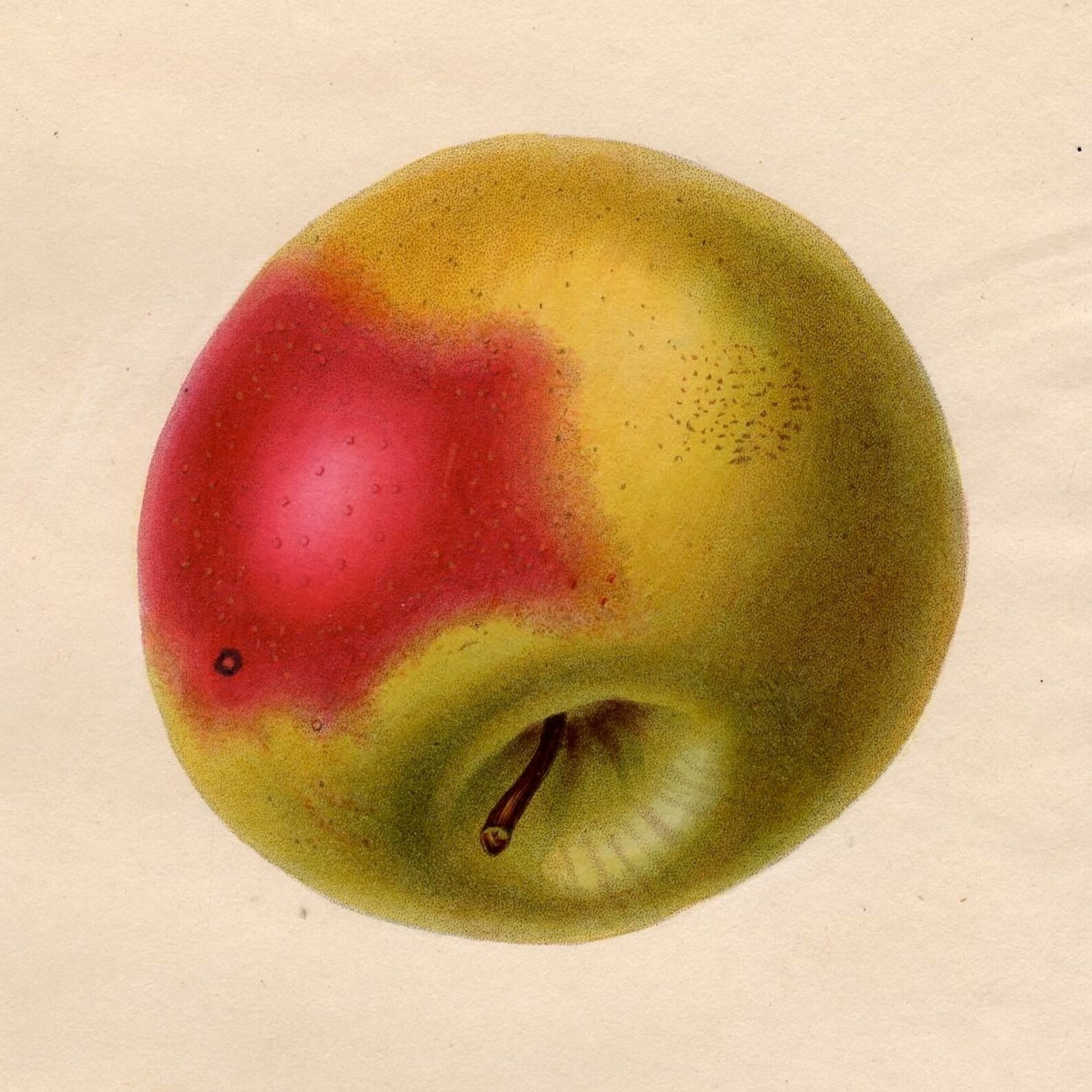 C. 1835 ANTIQUE APPLE PRINT Original Antique Fruit Print Etsy