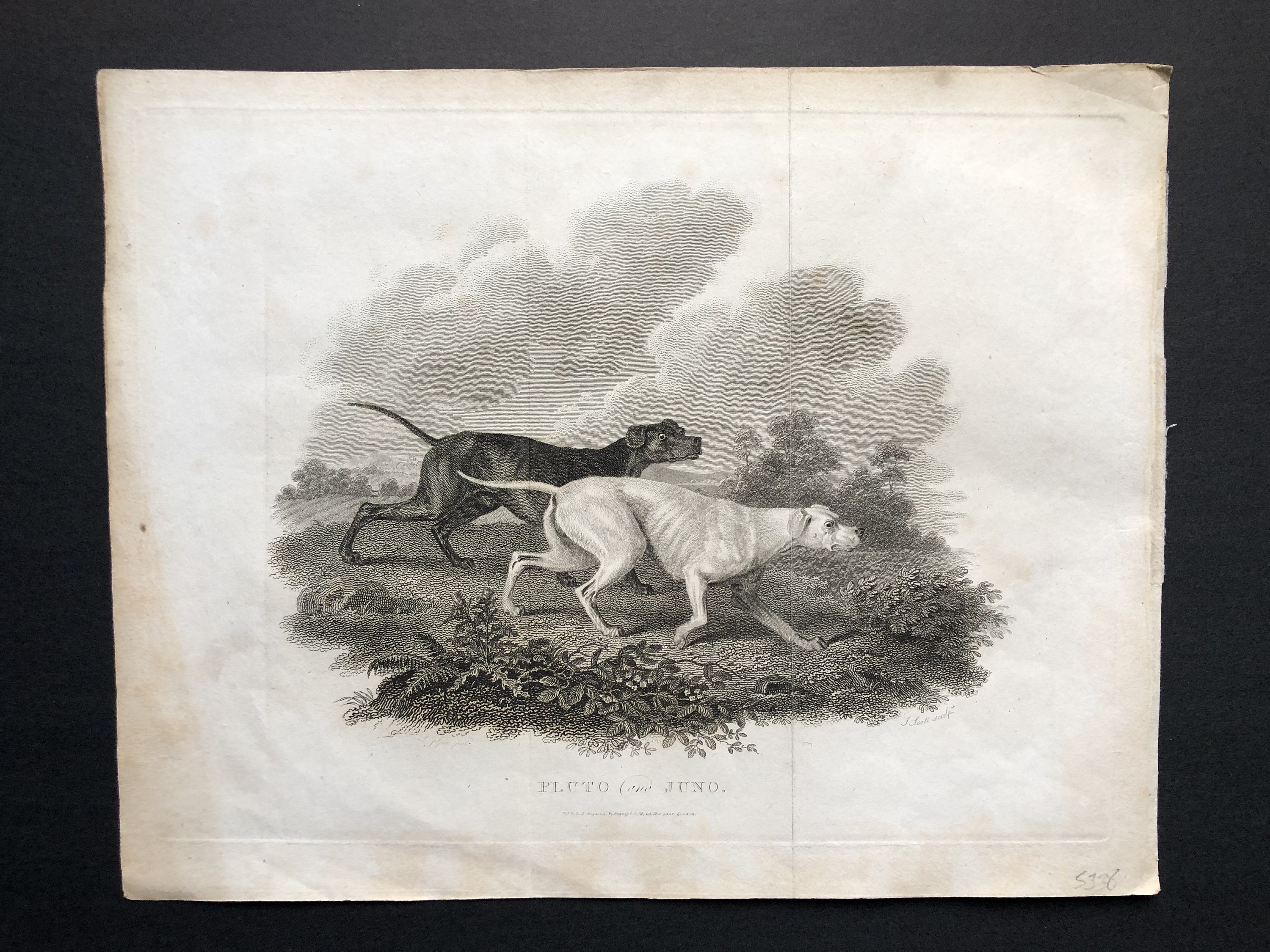 ジュール・モワニエ Hunting Dog on Pointブロンズ彫刻　犬 HUNTING DOGS Engraving C. 1802 • Original Antique Print • Sport