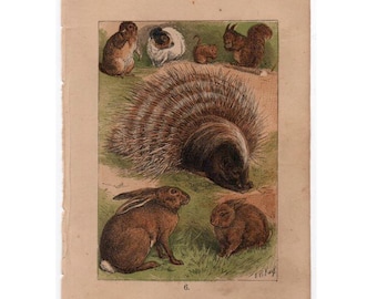 1882 roditori Litografia ANIMALE ANTICO • stampa originale scena animali selvatici antichi - marmotta - coniglio - ghiro - scoiattolo - istrice - lepre