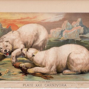 c. 1880 POLAR BEARS lithograph - original antique print - wild life mammal zoology - Arctic animal print -  Bowden mascot graduation gift