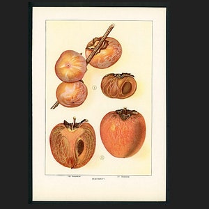 c. 1911 PERSIMMON lithograph • original antique print • fruit & vegetable print • food print • kitchen art • american and japanese persimmon