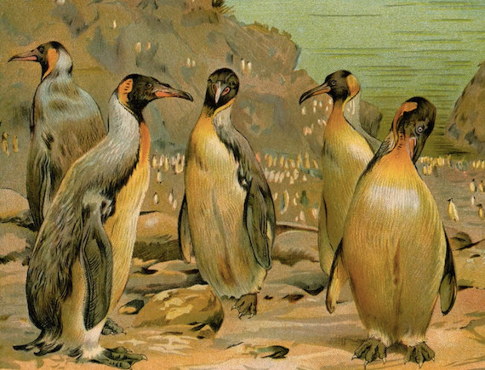 EXTINCT C. 1894 GIANT PENGUINS Print Original Antique - Etsy UK