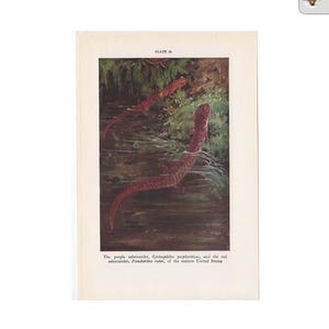 SALAMANDERS lithograph c. 1934 - original vintage print • amphibian print - lizard print - the purple salamander & the red salamander