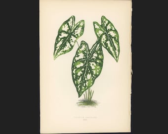 c.1872 ANTIQUE LEAF PRINT - botanical lithograph - original antique print by Lowe - leaved plant horticulture leaves foliage -