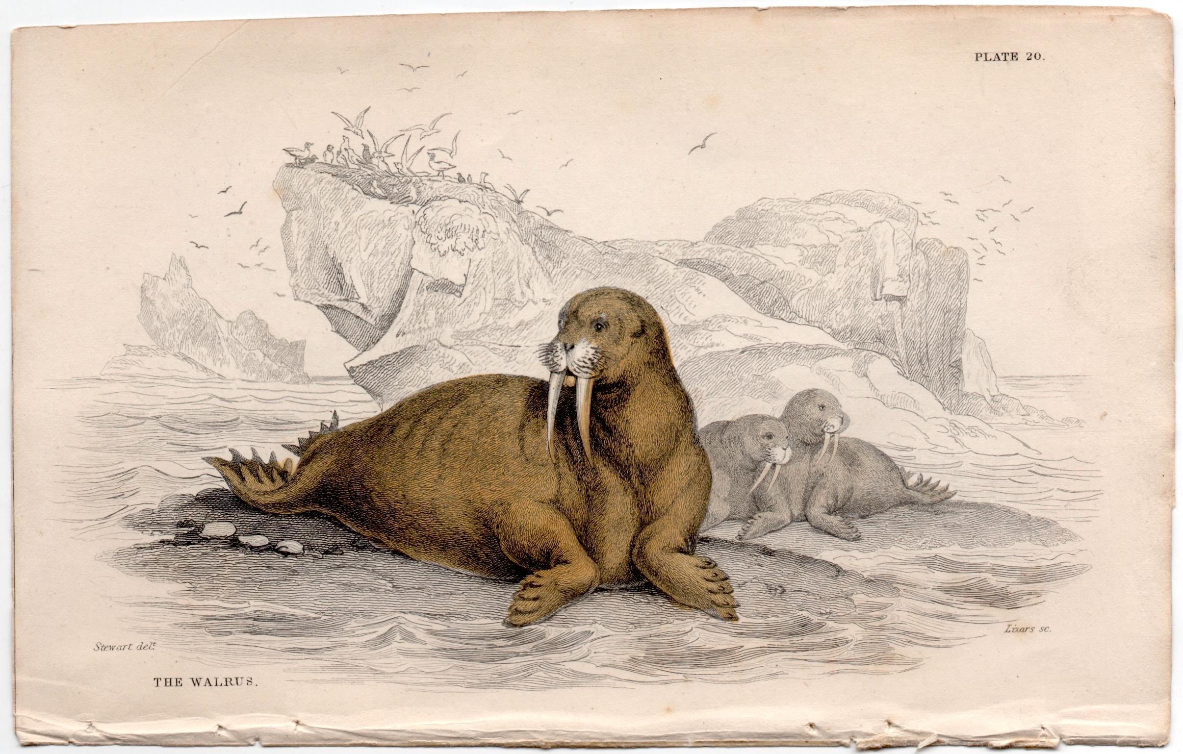 C. 1845 THE WALRUS Engraving - Original Antique Print • Marine Animal ...