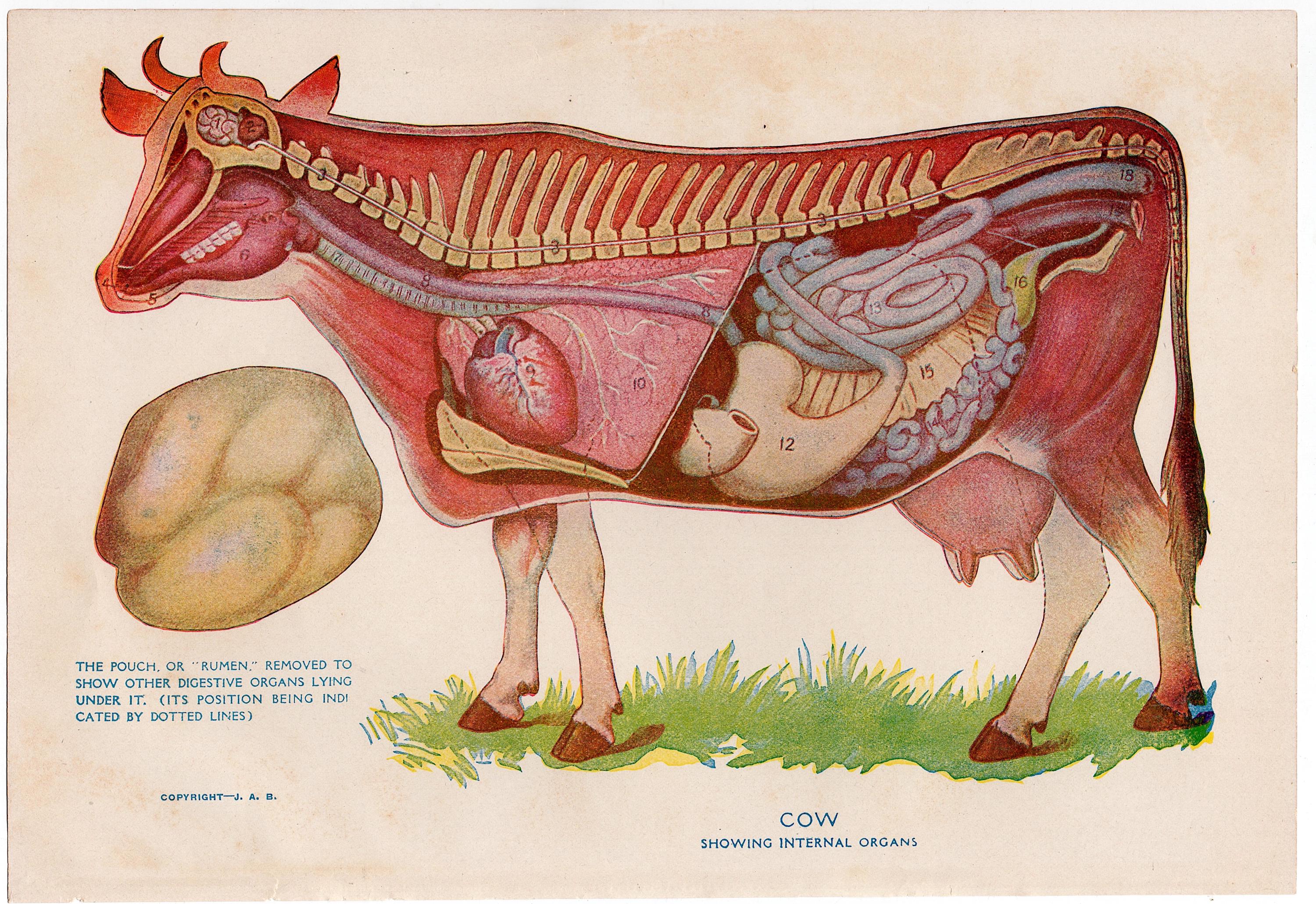 馬解剖モデル (プラモデル) - ホビーサーチ ミリタリープラモ 馬の鍼治療モデル - 動物解剖学的モデルモデル - 馬ポイントモデル - 獣医の参照に 使用される 豚の鍼モデル - 動物の豚の鍼モデル - 教育または獣医師の参照用に使用された経穴を備えた動物の解剖学的モデル