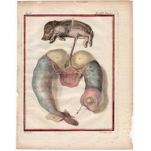 c. 1777 PIG FETUS engraving • original antique print • animal anatomy illustration • hand colored • foetus fetal gestation embryo fetal pig