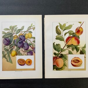 c. 1911 PEACHES & PLUMS lithographs -  set of 2 original antique prints • fruit prints • kitchen wall decor • plum print • peach print