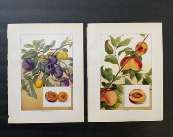 c. 1911 PEACHES & PLUMS lithographs -  set of 2 original antique prints • fruit prints • kitchen wall decor • plum print • peach print