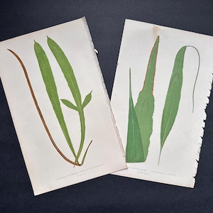 c. 1872 FERNS & GRASSSES lithographs • set of 2 original antique prints • Lowe botanical print • green ferns print • fern frond • fern print