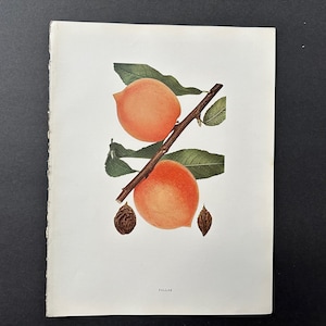 c. 1917 VINTAGE PEACH lithograph - original vintage fruit print - vintage botanical print - kitchen decor - pallas peaches
