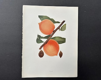 c. 1917 VINTAGE PEACH lithograph - original vintage fruit print - vintage botanical print - kitchen decor - pallas peaches