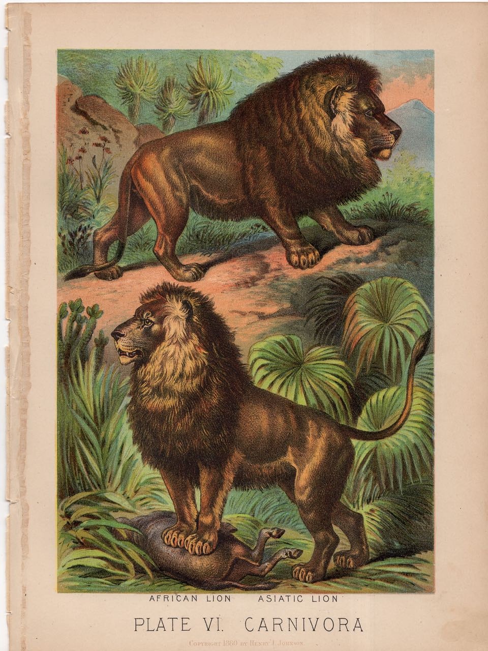 C. 1880 LIONS ANTIQUE Lithograph - Original Antique Print - Wild