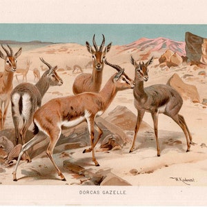 C. 1894 DORKAS GAZELLE lithograph original antique print African animal print safari animal print antelope print image 1