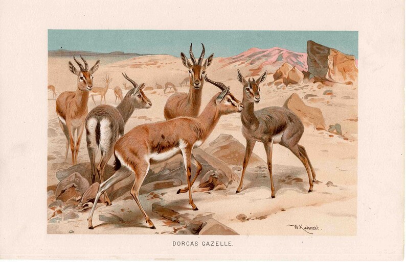C. 1894 DORKAS GAZELLE lithograph original antique print African animal print safari animal print antelope print image 1