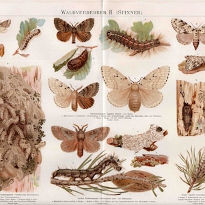 H. 1894 SCHMETTERLINGS-PRINT • Antiker Kunstdruck • Entomologie • Käfer Bienen Insekten Druck • Schmetterlinge Druck • Botanischer Druck