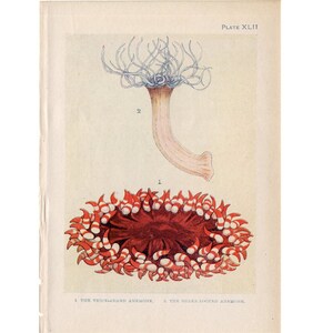 c. 1907 ANTIQUE SEA ANEMONE lithograph - original antique print - sea life marine beach ocean -