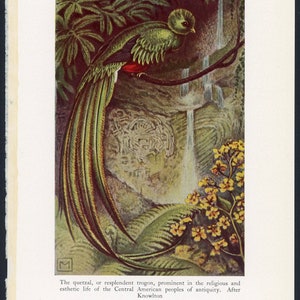 c. 1934 QUETZAL BIRD lithograph original vintage print resplendent trogon tropical bird Resplendent quetzal bird of Guatemala image 3